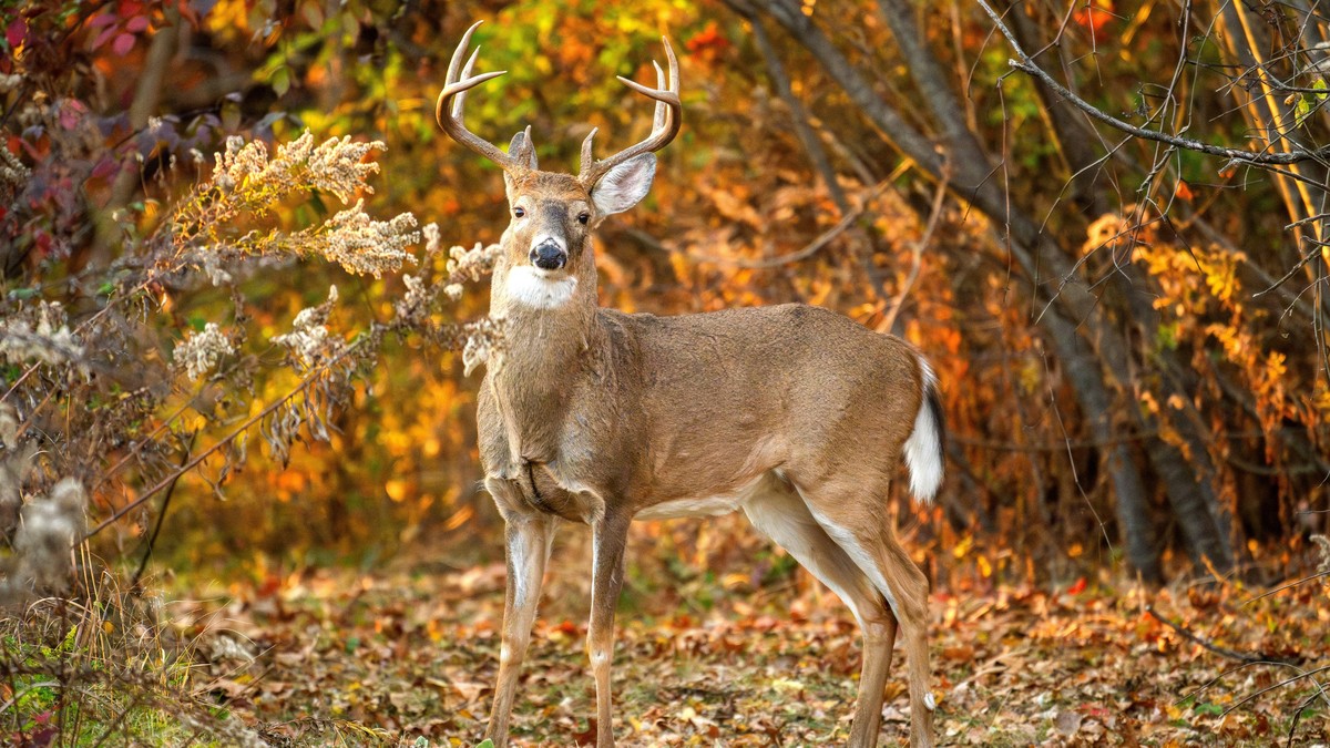 Kentucky Whitetail Hunt