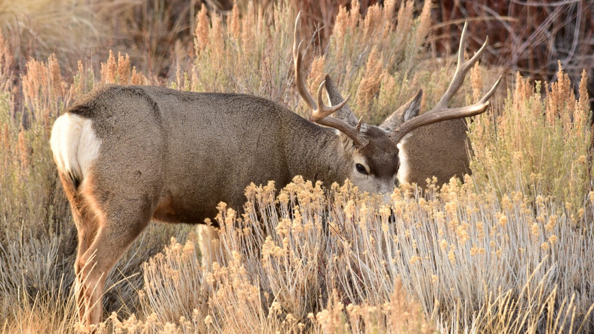 Wyoming Mule Deer Hunt